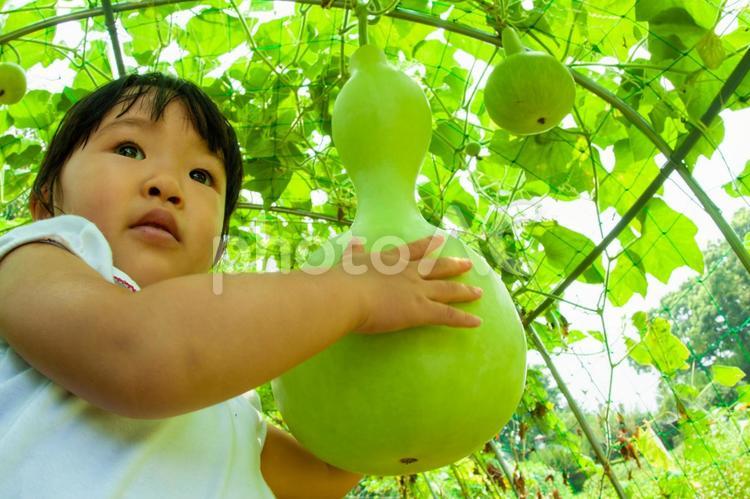 瓢箪を抱える子供 瓢箪,ヒョウタン,子供の写真素材