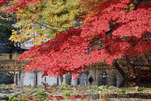 紅葉 北海道,札幌市,秋の写真素材