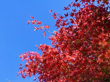 紅葉の写真
