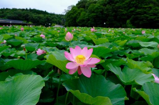 蓮の花 蓮の花の写真