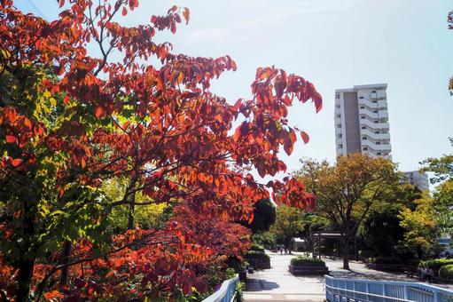 秋の清新町緑道・紅葉の並木道(江戸川区) 秋の清新町緑道・紅葉の並木道(江戸川区) 秋,紅葉,清新町緑道の写真素材