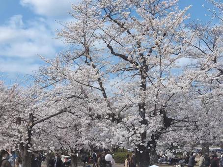 桜満開 桜満開の写真
