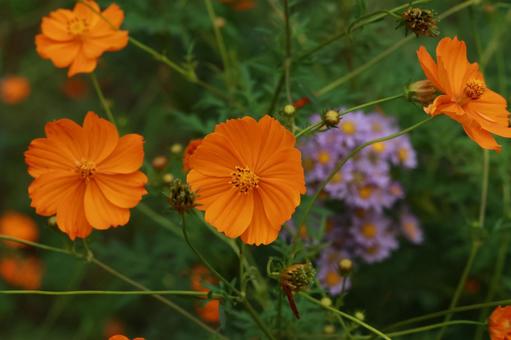 キバナコスモス キバナコスモス,秋,コスモスの写真素材