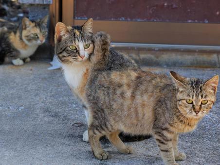 港で生活する野良猫の親子です。 猫,野良猫,地域猫の写真素材