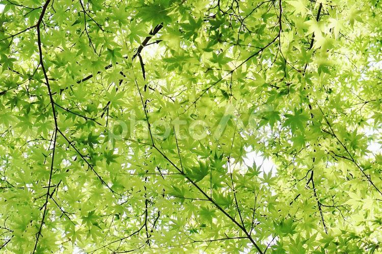 一面の青もみじ 青もみじ,モミジ,春の写真素材