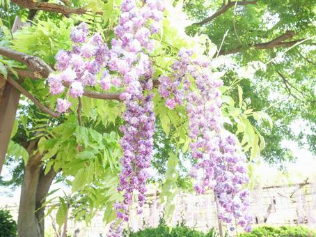 ぶどうのような藤の花 ぶどうのような藤の花の写真