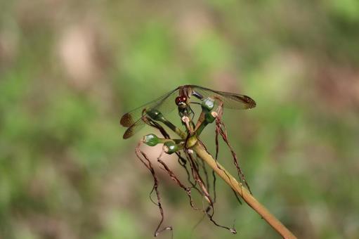 植物の先にとまるトンボ 植物,先,とまるの写真素材