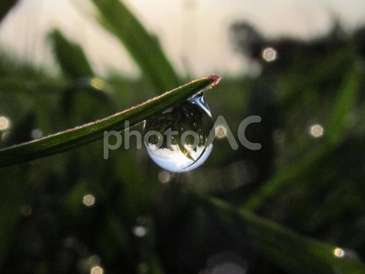 水滴と緑の葉と朝日Water drops 水滴,すいてき,waterの写真素材