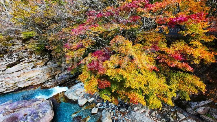 奈良県みたらい渓谷の紅葉をドローンで空撮 川,苔,岩の写真素材