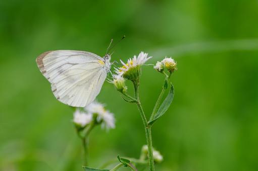 Cabbage White Butterfly ⒅, JPG Cabbage White Butterfly ⒅, JPG