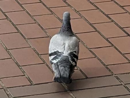 ハト ハトの写真