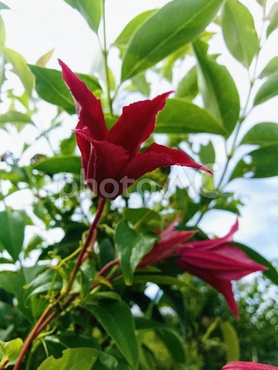 花　クレマチス・プリンセスダイアナ　クレマチスプリンセスダイアナ　クレマチス　精神的な美しさ　旅人の喜び　4 秋,クレマチス,クレマチス・プリンセスダイアナの写真素材