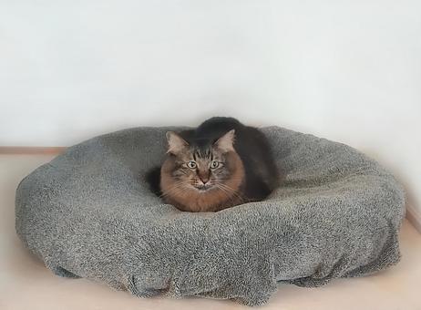 ねこ ねこ 猫,ねこ,昼寝の写真素材