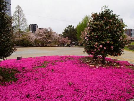 花 花の写真