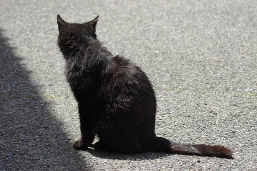 ねこ 箱座り,飼い猫,家猫の写真素材
