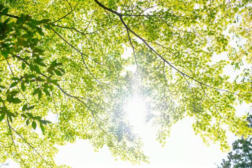 木漏れ日差し込む新緑の葉 新緑,葉,緑の写真素材