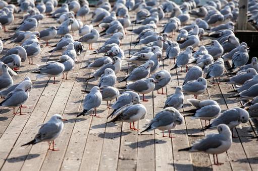 カモメの群れ カモメの群れ カモメ,鴎,鷗の写真素材