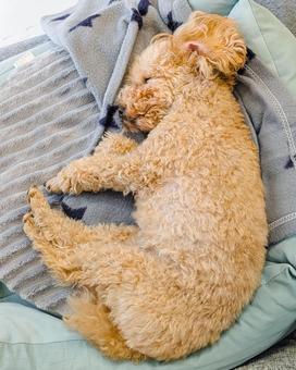 ベッドで寝ているトイプードル 犬,ベッド,犬用ベッドの写真素材