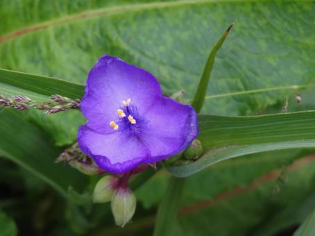 ムラサキツユクサ ムラサキツユクサ ムラサキツユクサ,露草,紫の花の写真素材