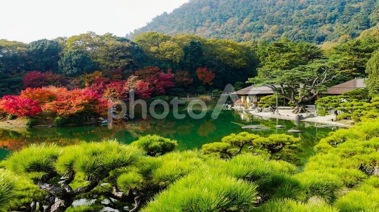 紅葉の栗林公園、南湖の畔に掬月亭 植物,手入れ,風景の写真素材