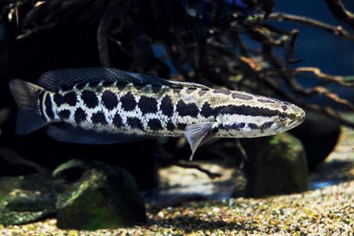 カムルチー カムルチー カムルチー,水族館,アクアリウムの写真素材