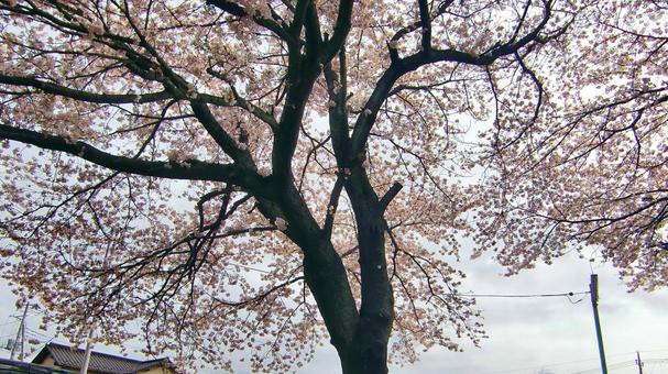 清水公園の桜-57 清水公園の桜-57 清水公園,千葉県野田市,桜の木の写真素材