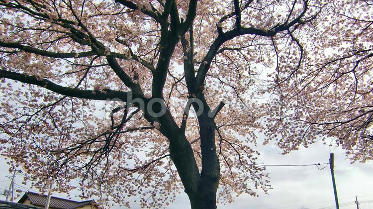 清水公園の桜-57 清水公園,千葉県野田市,桜の木の写真素材