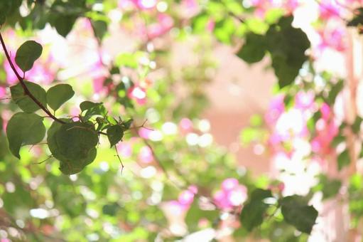 木漏れ日とピンクのお花 木漏れ日とピンクのお花の写真
