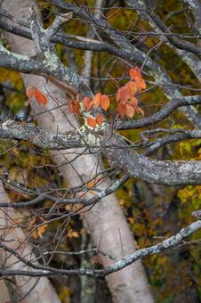 秋の落葉樹 紅葉,白樺,秋の写真素材