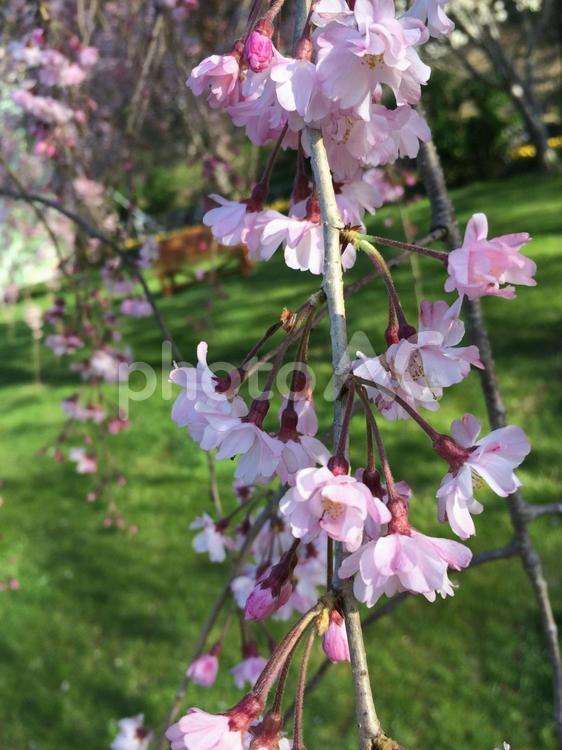 枝垂れ桜 つぼみ,公園,夏の写真素材