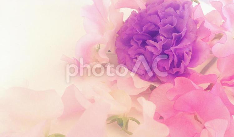 優しい気持ち flower,nature,pinkの写真素材