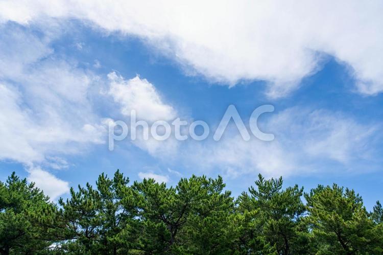 広がる空と淡い色彩の森 空,雲,夏の写真素材