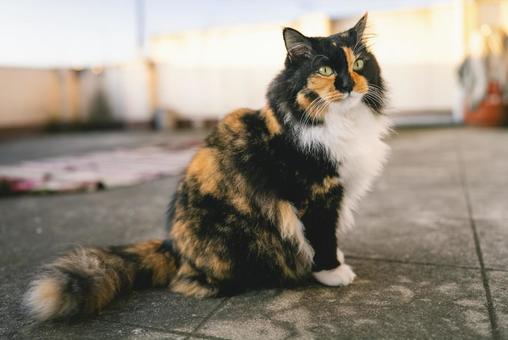 ベランダで座るふわふわの三毛猫 ベランダで座るふわふわの三毛猫 三毛猫,猫,ふわふわの写真素材