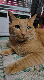 茶トラ 茶トラ,ネコ,catの写真素材