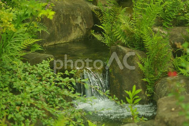 小川の小さな滝 小川,シダ植物,川の写真素材
