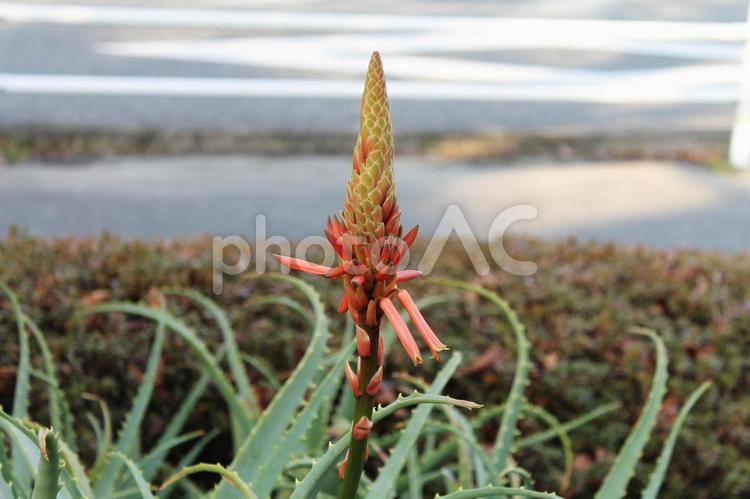 アロエの花 15 アロエ,花,植物の写真素材
