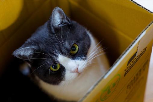 箱の中の猫 猫,ねこ,ネコの写真素材