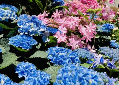 Photo, hydrangea, rainy season, flower, 