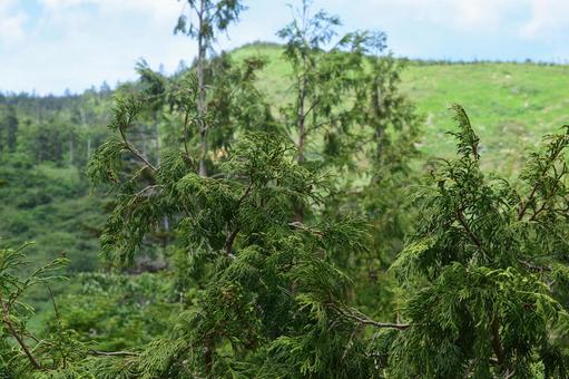 山歩き 山歩きの写真