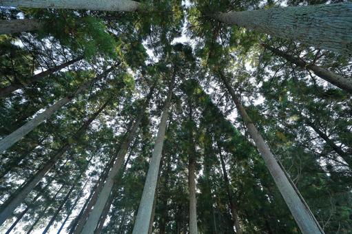 樹林 樹林の写真