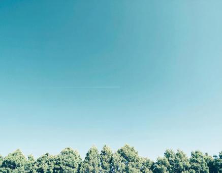 エモい空と木 エモい空と木の写真