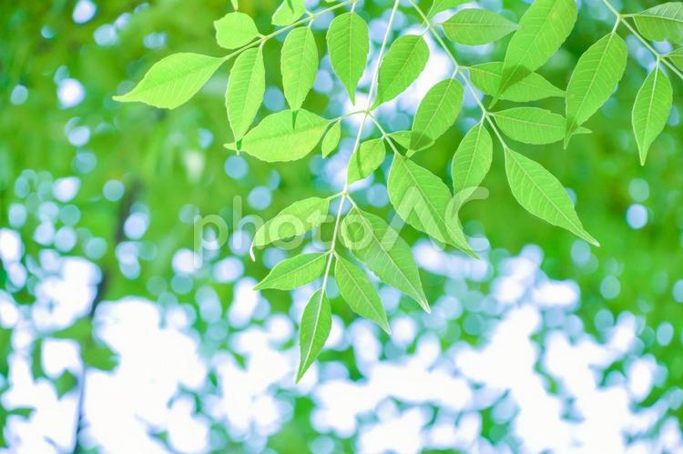 新緑と木漏れ日 植物,新緑,葉の写真素材
