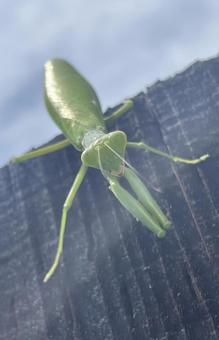 カマキリ カマキリの写真
