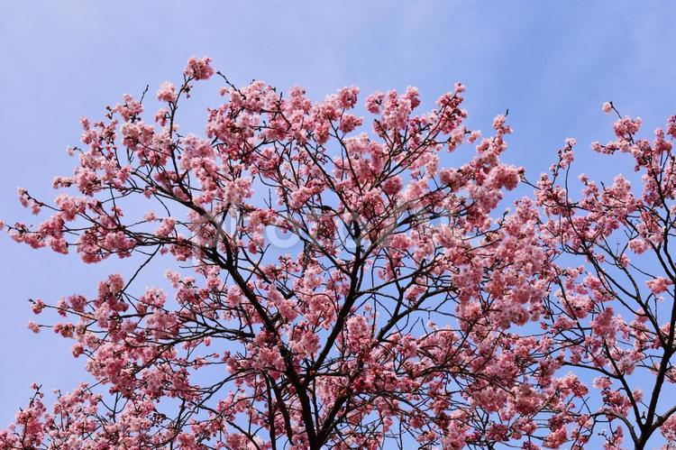 桜の木 新春,入学式,卒業式の写真素材