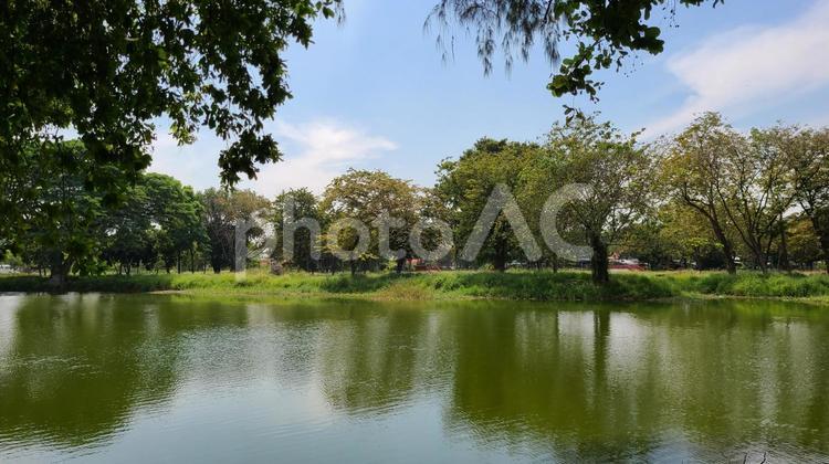 池の畔　公園 公園,パーク,池の写真素材