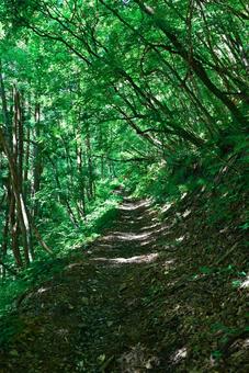 森林浴登山道 森林浴登山道の写真