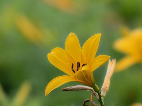 ニッコウキスゲ flower,きれい,オレンジ色の写真素材