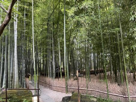竹林 竹林 竹,竹林,たけばやしの写真素材