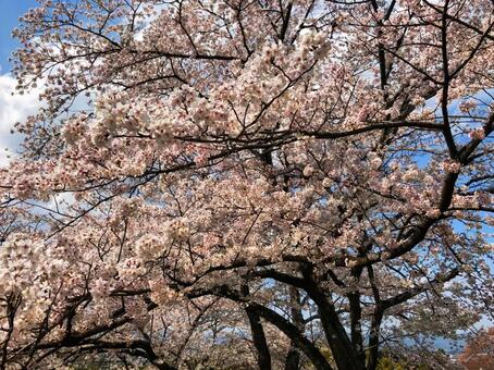 桜、桜並木、桜と青空、春 桜、桜並木、桜と青空、春の写真