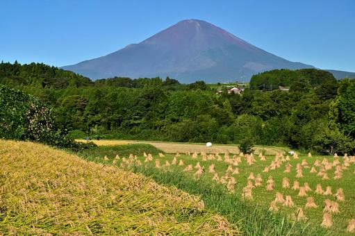 収穫直前の稲と米俵 収穫直前の稲と米俵 富士山,山,自然の写真素材